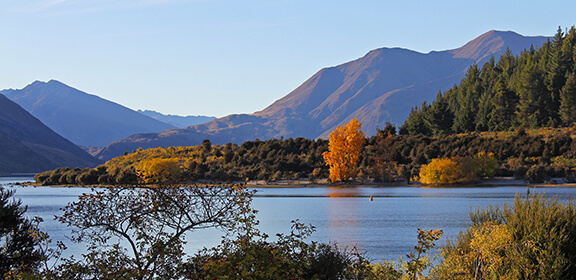 Autumn trees on the shore of Lake Wānaka